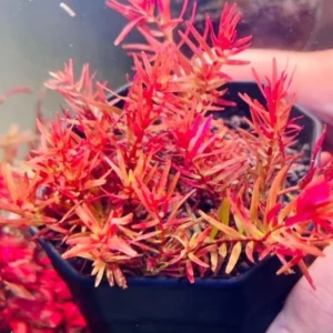 7 Rotala Rotundifolia Live Aquarium Plants Stems, Turn From Green to Red When Bright Light, No Root, Fresh Water Aquatic Plants for Pond, Live Plants for Freshwater Aquarium Fish Tanks