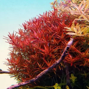 7 Rotala Rotundifolia Live Aquarium Plants Stems, Turn From Green to Red When Bright Light, No Root, Fresh Water Aquatic Plants for Pond, Live Plants for Freshwater Aquarium Fish Tanks