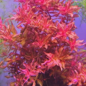 7 Mix Red Aquarium Plants Live Stems, No Root, Fresh Water Aquatic Plants for Pond, Live Plants for Freshwater Aquarium Fish Tanks