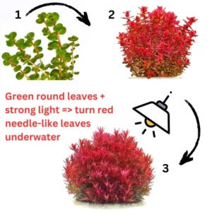 7 Mix Red Aquarium Plants Live Stems, No Root, Fresh Water Aquatic Plants for Pond, Live Plants for Freshwater Aquarium Fish Tanks