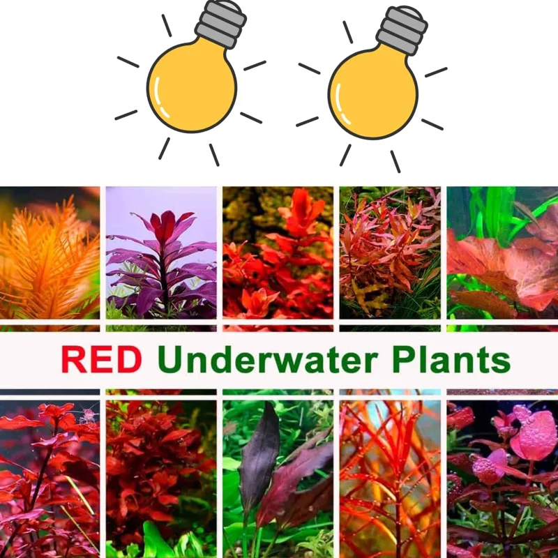 Combo 7 Mix Aquarium Plants Live Stems, No Root, Red Color When Bright Light Fresh Water Aquatic Plants for Pond, Live Plants for Freshwater Aquarium Fish Tanks