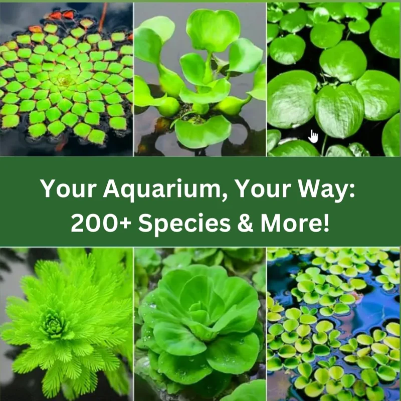 7 Mix Green Aquarium Plants Live Stems, No Root, Fresh Water Aquatic Plants for Pond, Live Plants for Freshwater Aquarium Fish Tanks