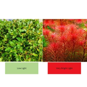 Combo 7 Mix Aquarium Plants Live Stems, No Root, Red Color When Bright Light Fresh Water Aquatic Plants for Pond, Live Plants for Freshwater Aquarium Fish Tanks