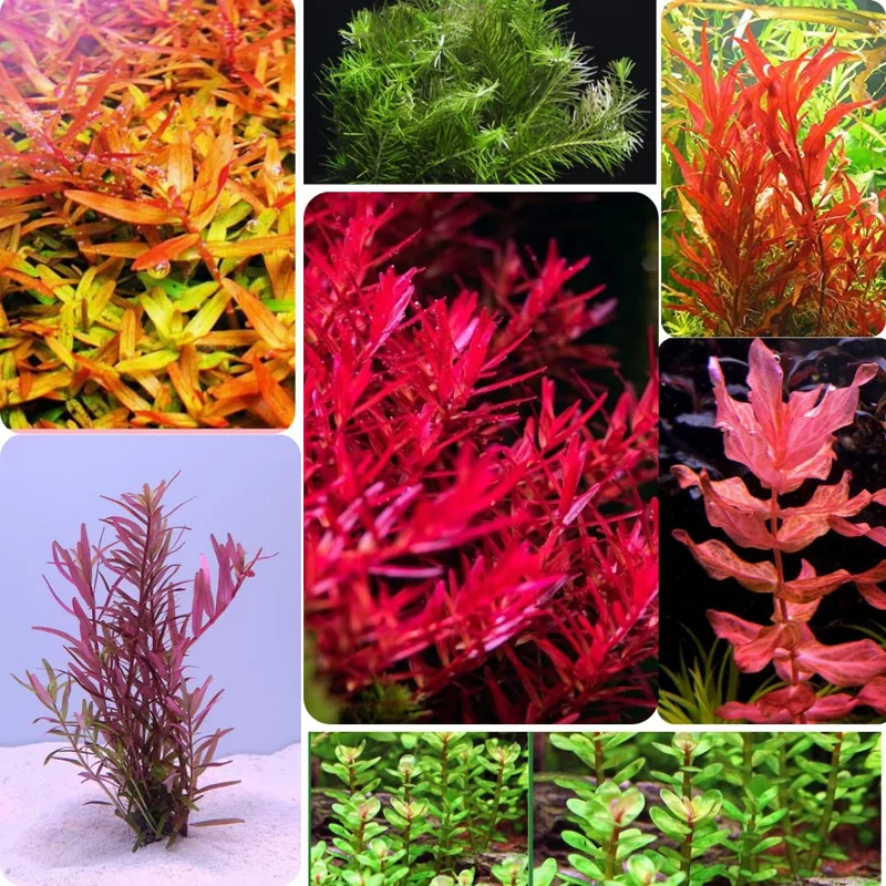 Combo 7 Mix Aquarium Plants Live Stems, No Root, Red Color When Bright Light Fresh Water Aquatic Plants for Pond, Live Plants for Freshwater Aquarium Fish Tanks