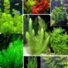 Mix 7 Aquarium Plants Live Stems, No Root, Fresh Water Aquatic Plants for Pond, Green Aquatic Live Plants for Freshwater Aquarium Fish Tanks