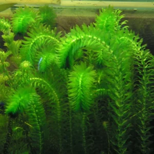 Mix 7 Aquarium Plants Live Stems, No Root, Fresh Water Aquatic Plants for Pond, Green Aquatic Live Plants for Freshwater Aquarium Fish Tanks