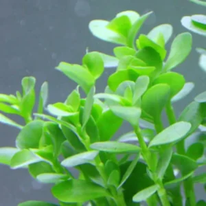 Mix 7 Aquarium Plants Live Stems, No Root, Fresh Water Aquatic Plants for Pond, Green Aquatic Live Plants for Freshwater Aquarium Fish Tanks