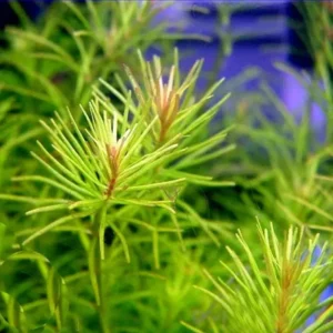 Mix 7 Aquarium Plants Live Stems, No Root, Fresh Water Aquatic Plants for Pond, Green Aquatic Live Plants for Freshwater Aquarium Fish Tanks