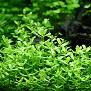 Mix 7 Aquarium Plants Live Stems, No Root, Fresh Water Aquatic Plants for Pond, Green Aquatic Live Plants for Freshwater Aquarium Fish Tanks