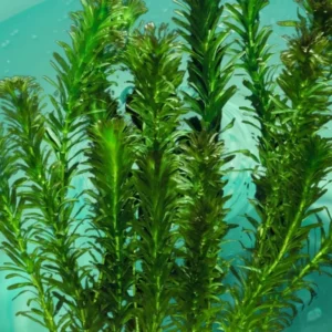 Mix 7 Aquarium Plants Live Stems, No Root, Fresh Water Aquatic Plants for Pond, Green Aquatic Live Plants for Freshwater Aquarium Fish Tanks