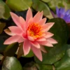 Water Lily Plant Live Full Grown or Large Bulb, Nymphaea Plant Live, Winter Cold Hardy Water Lily Flowers, Aquarium Plants Live, Fresh Water Aquatic Plants for Pond