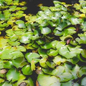 Water Lily Plant Live Full Grown or Large Bulb, Nymphaea Plant Live, Winter Cold Hardy Water Lily Flowers, Aquarium Plants Live, Fresh Water Aquatic Plants for Pond