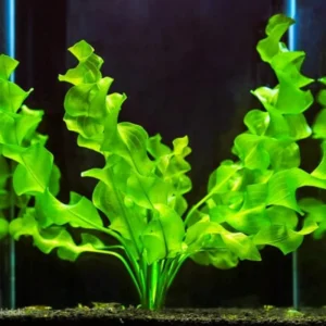 Set of Live Aquarium Plant Tropical Freshwater Decorations, Fresh Water Aquatic Plants for Pond, Aquarium Plants Live for Tank Beginner