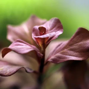 Set of Live Aquarium Plant Tropical Freshwater Decorations, Fresh Water Aquatic Plants for Pond, Aquarium Plants Live for Tank Beginner