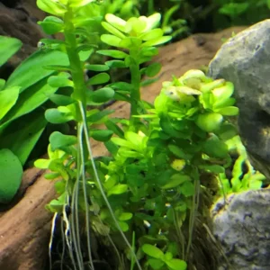Set of Live Aquarium Plant Tropical Freshwater Decorations, Fresh Water Aquatic Plants for Pond, Aquarium Plants Live for Tank Beginner
