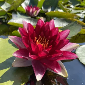 Water Lily Plant Live Full Grown or Large Bulb, Nymphaea Plant Live, Winter Cold Hardy Water Lily Flowers, Aquarium Plants Live, Fresh Water Aquatic Plants for Pond