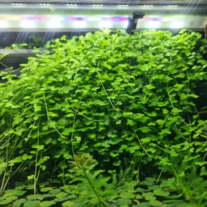 Set of Live Aquarium Plant Tropical Freshwater Decorations, Fresh Water Aquatic Plants for Pond, Aquarium Plants Live for Tank Beginner