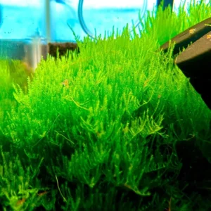 Set of Live Aquarium Plant Tropical Freshwater Decorations, Fresh Water Aquatic Plants for Pond, Aquarium Plants Live for Tank Beginner