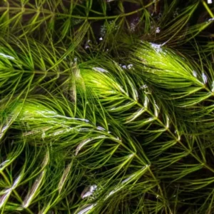 Set of Live Aquarium Plant Tropical Freshwater Decorations, Fresh Water Aquatic Plants for Pond, Aquarium Plants Live for Tank Beginner