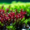 Pack Aquarium Plants Live Tropical Freshwater Decorations, Easy for Tank Beginner, Aquatic Plants for Pond