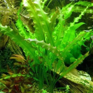 Pack Aquarium Plants Live Tropical Freshwater Decorations, Easy for Tank Beginner, Aquatic Plants for Pond