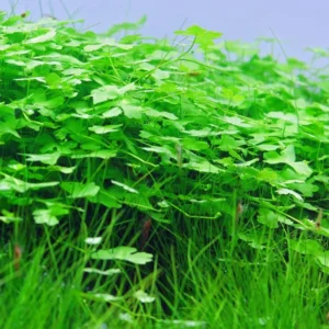 Pack Aquarium Plants Live Tropical Freshwater Decorations, Easy for Tank Beginner, Aquatic Plants for Pond