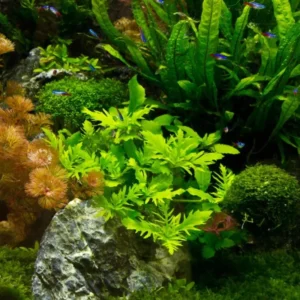 Live Aquarium Plants Stems Freshwater for Tank Beginner, Fresh Water Aquatic Plants for Pond, Aquarium Plants Live, Easy to Plant in Tank