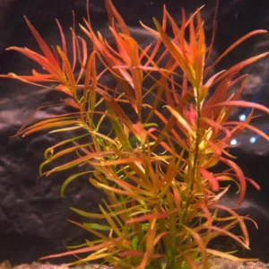 Live Aquarium Plants Stems Freshwater for Tank Beginner, Fresh Water Aquatic Plants for Pond, Aquarium Plants Live, Easy to Plant in Tank