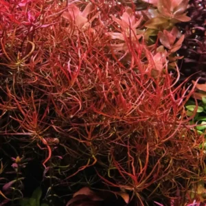 Pack Aquarium Plants Live Tropical Freshwater Decorations, Easy for Tank Beginner, Aquatic Plants for Pond