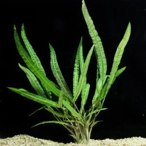 Set of Live Aquarium Plants Stems, Freshwater Decorations Tropical, Fresh Water Aquatic Plants for Pond, Aquarium Plants Live for Tank Beginner