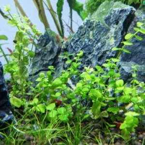 Set of Live Aquarium Plants Stems, Freshwater Decorations Tropical, Fresh Water Aquatic Plants for Pond, Aquarium Plants Live for Tank Beginner