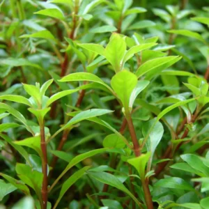 Set of Live Aquarium Plants Stems, Freshwater Decorations Tropical, Fresh Water Aquatic Plants for Pond, Aquarium Plants Live for Tank Beginner