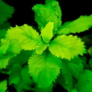 Set of Live Aquarium Plants Stems, Freshwater Decorations Tropical, Fresh Water Aquatic Plants for Pond, Aquarium Plants Live for Tank Beginner