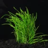 Aquatic Plants for Pond, Live Pack Aquarium Plants Tropical Freshwater Decorations, Easy for Tank Beginner