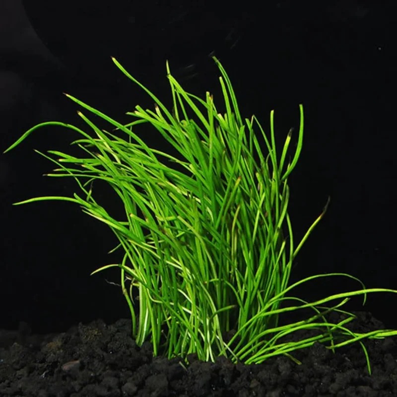 Aquatic Plants for Pond, Live Pack Aquarium Plants Tropical Freshwater Decorations, Easy for Tank Beginner