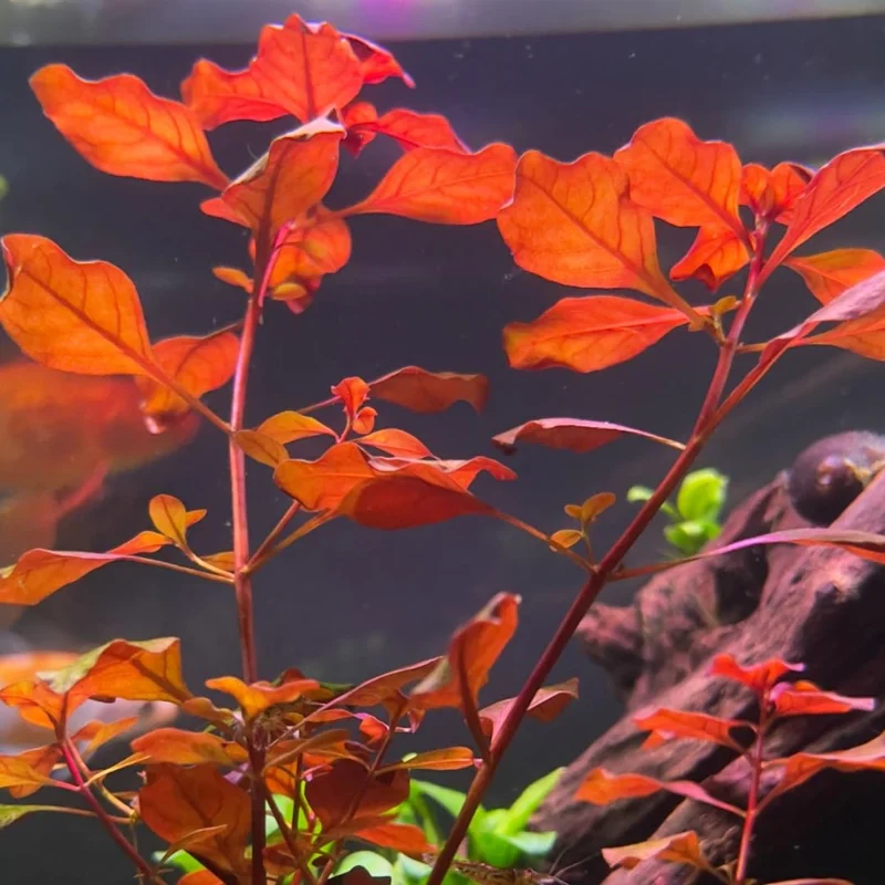 Aquatic Plants for Pond, Live Pack Aquarium Plants Tropical Freshwater Decorations, Easy for Tank Beginner