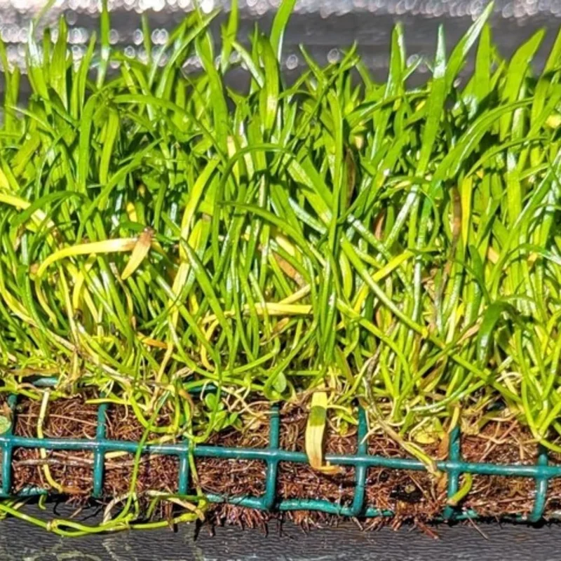 Aquatic Plants for Pond, Live Pack Aquarium Plants Tropical Freshwater Decorations, Easy for Tank Beginner