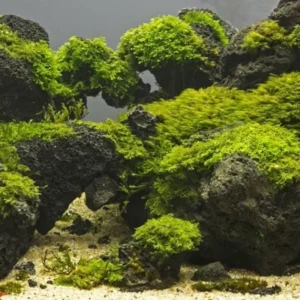 Aquatic Plants for Pond, Live Pack Aquarium Plants Tropical Freshwater Decorations, Easy for Tank Beginner