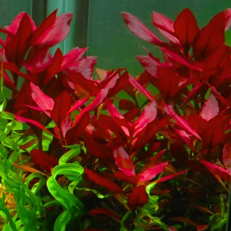 Aquatic Plants for Pond, Live Pack Aquarium Plants Tropical Freshwater Decorations, Easy for Tank Beginner