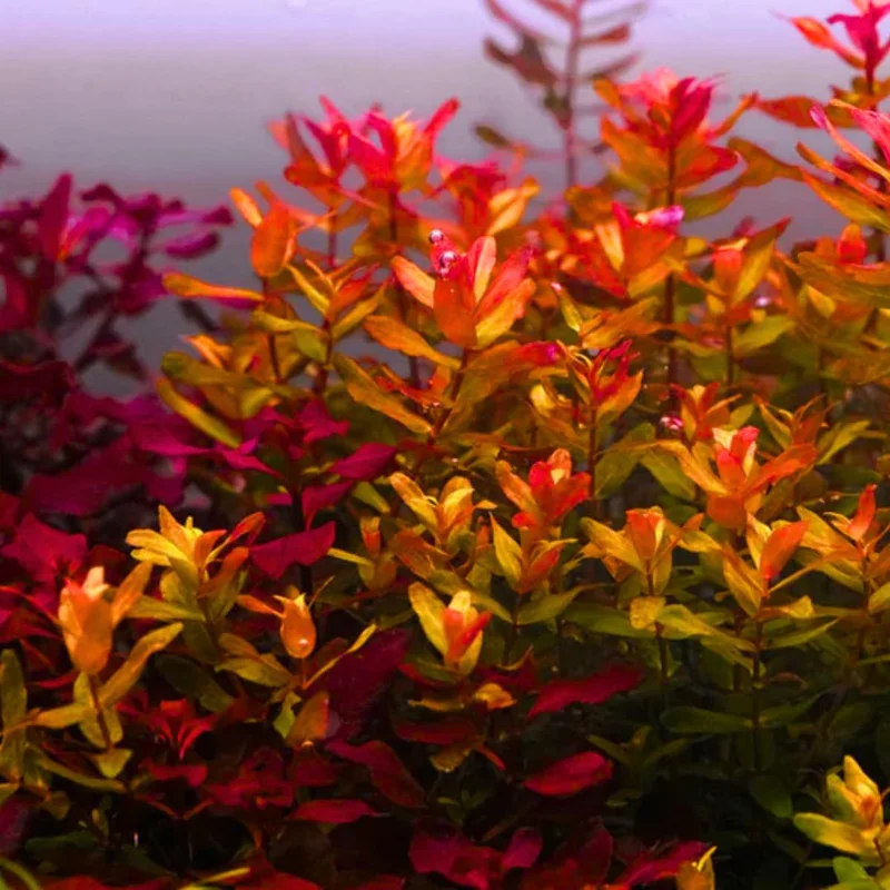 Aquatic Plants for Pond, Live Pack Aquarium Plants Tropical Freshwater Decorations, Easy for Tank Beginner