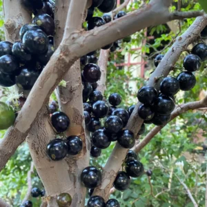 Jaboticaba Tree, Black Jaboticaba Fruit Tree, Live Fruit Tree In 1 Gallon Pot, From 2 Feet Tall No Ship To CA