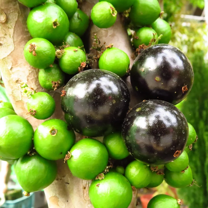 Jaboticaba Tree, Black Jaboticaba Fruit Tree, Live Fruit Tree In 1 Gallon Pot, From 2 Feet Tall No Ship To CA