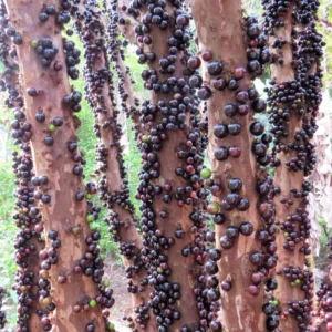 Jaboticaba Tree, Black Jaboticaba Fruit Tree, Live Fruit Tree In 1 Gallon Pot, From 2 Feet Tall No Ship To CA