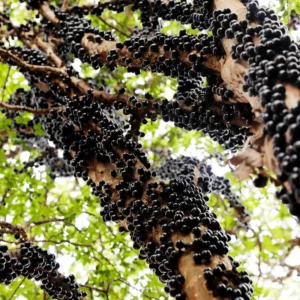 Jaboticaba Plant, Black Jaboticaba Tree Plant Large, Fruit Tree Live Plant Gallon Potted No Ship To CA