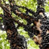 Jaboticaba Plant, Black Jaboticaba Tree Plant Large, Fruit Tree Live Plant Gallon Potted No Ship To CA