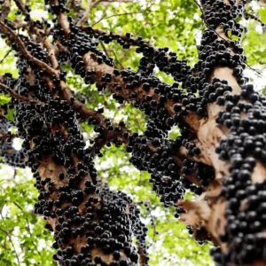 Jaboticaba Plant, Black Jaboticaba Tree Plant Large, Fruit Tree Live Plant Gallon Potted No Ship To CA