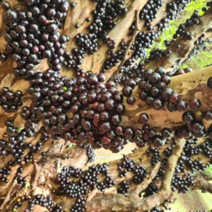 Jaboticaba Plant, Black Jaboticaba Tree Plant Large, Fruit Tree Live Plant Gallon Potted No Ship To CA