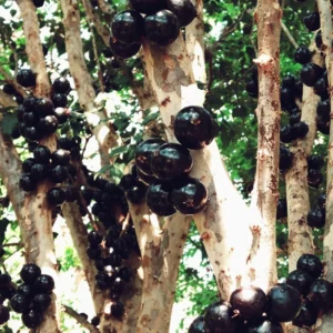 Jaboticaba Plant, Black Jaboticaba Tree Plant Large, Fruit Tree Live Plant Gallon Potted No Ship To CA