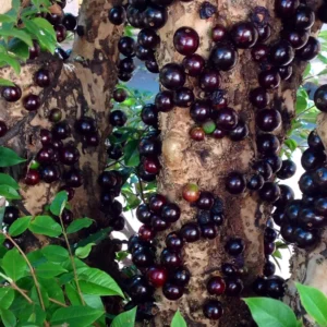 Jaboticaba Tree Live Plant, Red Jaboticaba Tree From 2 Feet Height In 3 Gallon Pot No Ship To CA