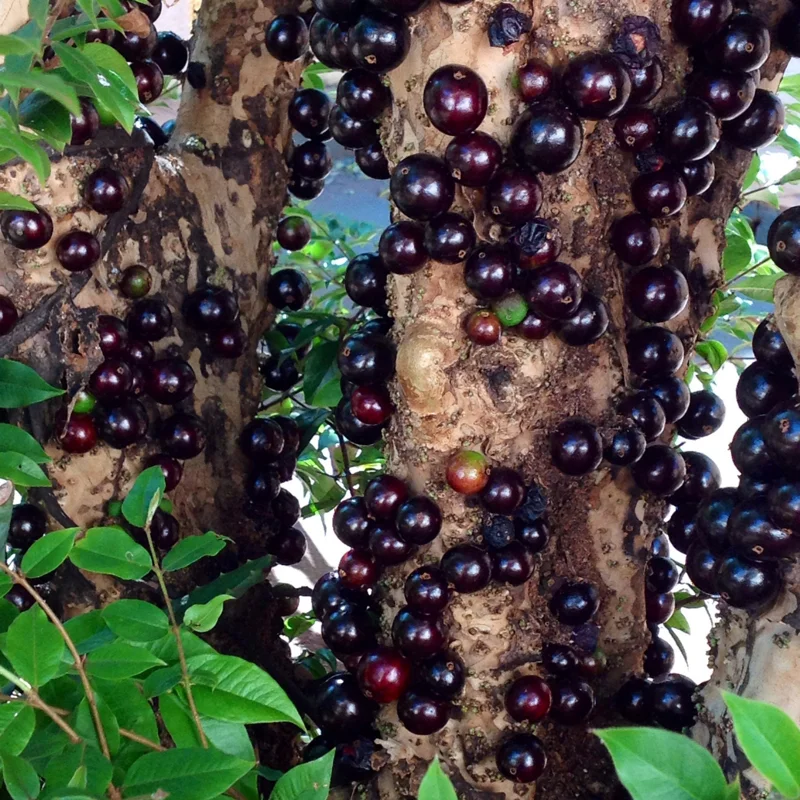 Jaboticaba Tree Live Plant, Red Jaboticaba Tree From 2 Feet Height In 3 Gallon Pot No Ship To CA